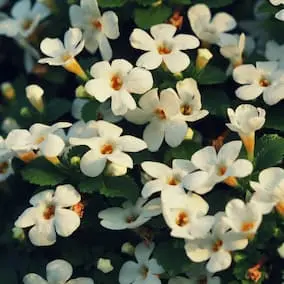 neuroprime-bacopa