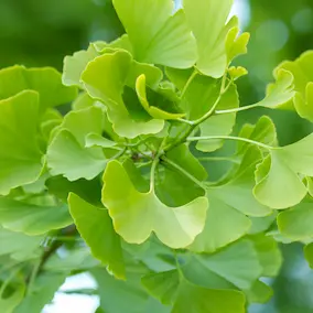 neuroprime-ginkgobiloba