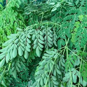 neuroprime-moringa